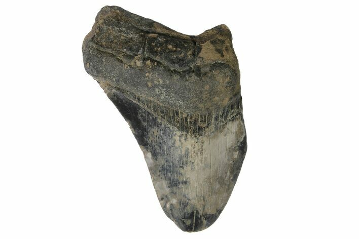 Bargain, Fossil Megalodon Tooth - South Carolina #172172